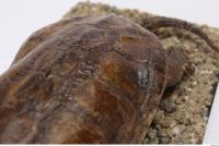tortoise shell 0021